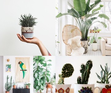 Inspiração: plantas na decoração