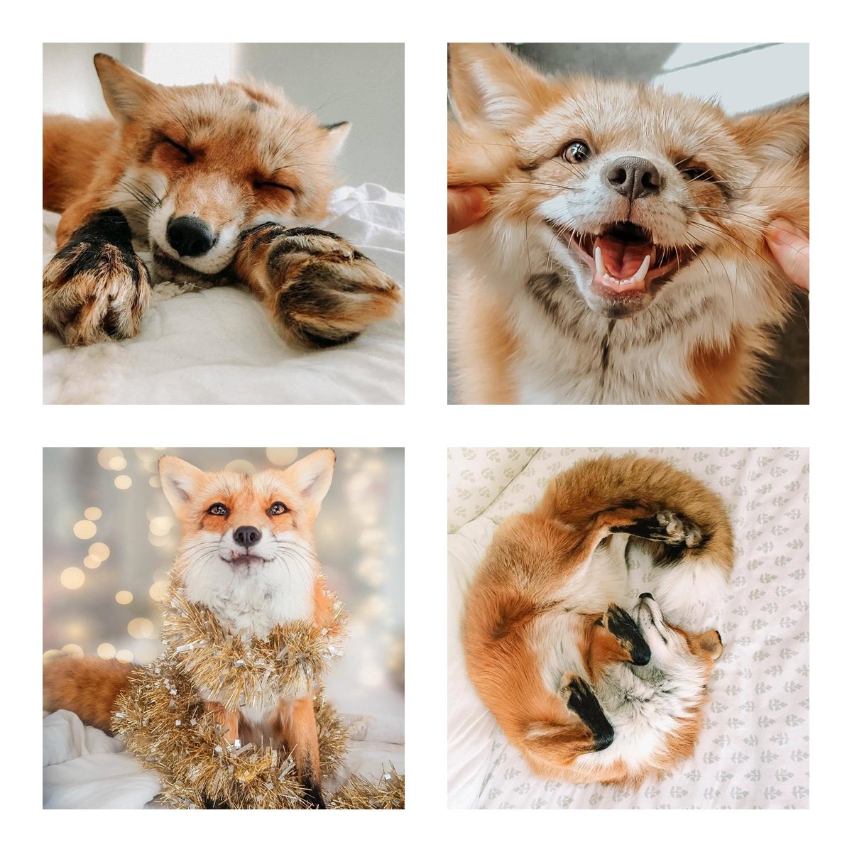 Conheça Juniper Fox: a raposa domesticada